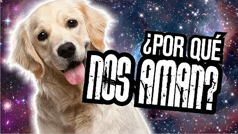 ¿Por qué los perros quieren tanto a los bebés?