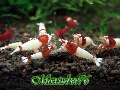 Taiwan Bee Red Mosura Youtube