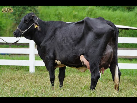 LOTE 23   14º LEILÃO ALIANÇA GENÉTICA LEITEIRA   SP13