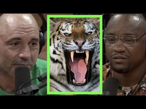 joe-rogan-|-would-you-rather-die-by-gorilla-or-tiger?-w/yves-edwards