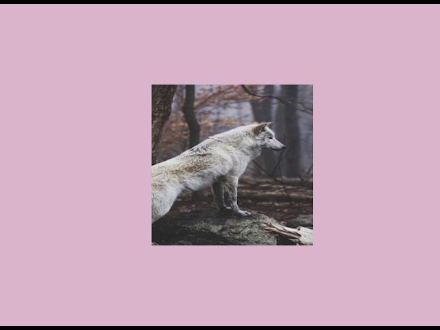 selena gomez // wolves (slowed+reverb) class=