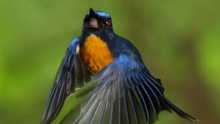 Suara Burung Tledekan di Alam Liar Nyuling Merdu Teledekan Jantan