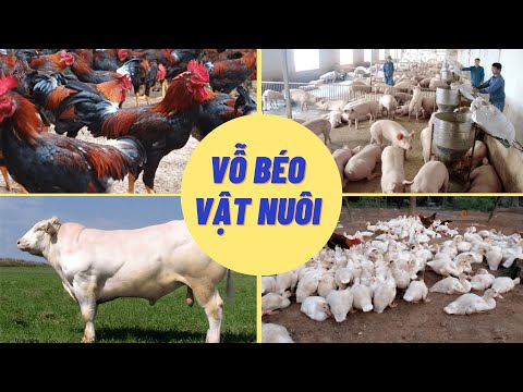 Video: Thuốc Bổ Sung Giảm Béo Cho Vật Nuôi