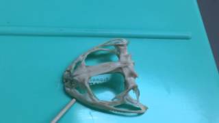 Frog skull
