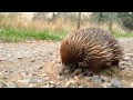 Super cute Echidna!