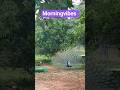 Peacock dance morningvibes #nkpnature #naturelovers #peacock #beautyofnature #nkpfarms  #savenature
