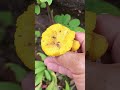 ขึ้นภูหาเห็ดสะดุดหินแทบกลิ้งลงภู
