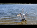 OnePlus 7t Has Poor Quality 480fps Slow Motion (Subject Mute Swan)