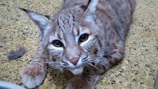 Sasha the Bobcat Growls at the Camera