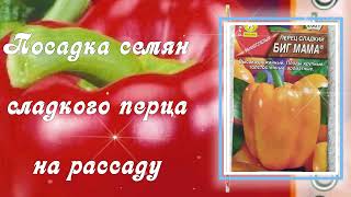 &quot;Во саду ли в огороде&quot; - новая рубрика на моем канале  ❤️Посадка семян сладкого перца на рассаду❤️