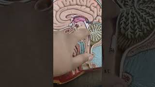 Anatomy: Hemisection of Head(Model)