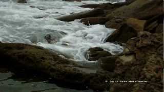 Pacific Ocean Tide Pools - San Diego, CA
