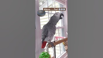 Symon zegt: Alexa… Scheet😳💨 #africangrey #pratendepapegaai #vogels #papegaai #grappig #alexa #ai ...