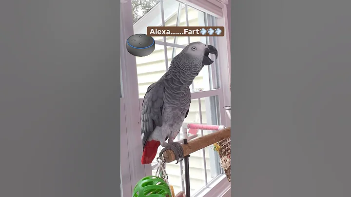 Symon says: Alexa…Fart😳💨#africangrey #talkingparrot #birds #parrot #funny #alexa #ai #pets #amazon
