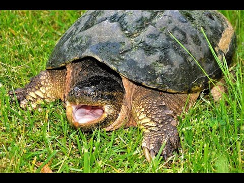 Video: Snapping Turtle Control - Hoe zich te ontdoen van schildpadden in mijn tuin