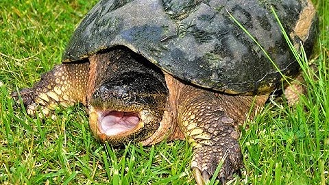 Removing Snapping Turtles From Your Pond in North Carolina