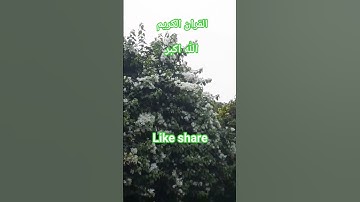 #quran #القرآن_الكريم #سورة_يس #قران_حالات_واتس #محمد_صديق_المنشاوي #قران_بصوت_جميل#foryou