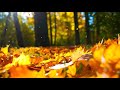 Capture de la vidéo Perfect Concert • Relaxing Music By Peder B. Helland