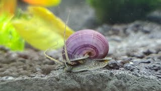 Purple Mystery Snail Leaf Surfing? by Skye Gibbens 1,725 views 4 years ago 17 minutes