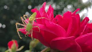 Green lynx spider eating up close - Peucetia viridans