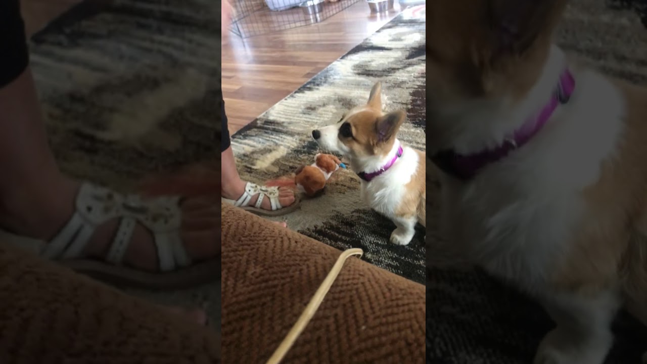 Corgi videos, 9 week old corgi doing tricks.