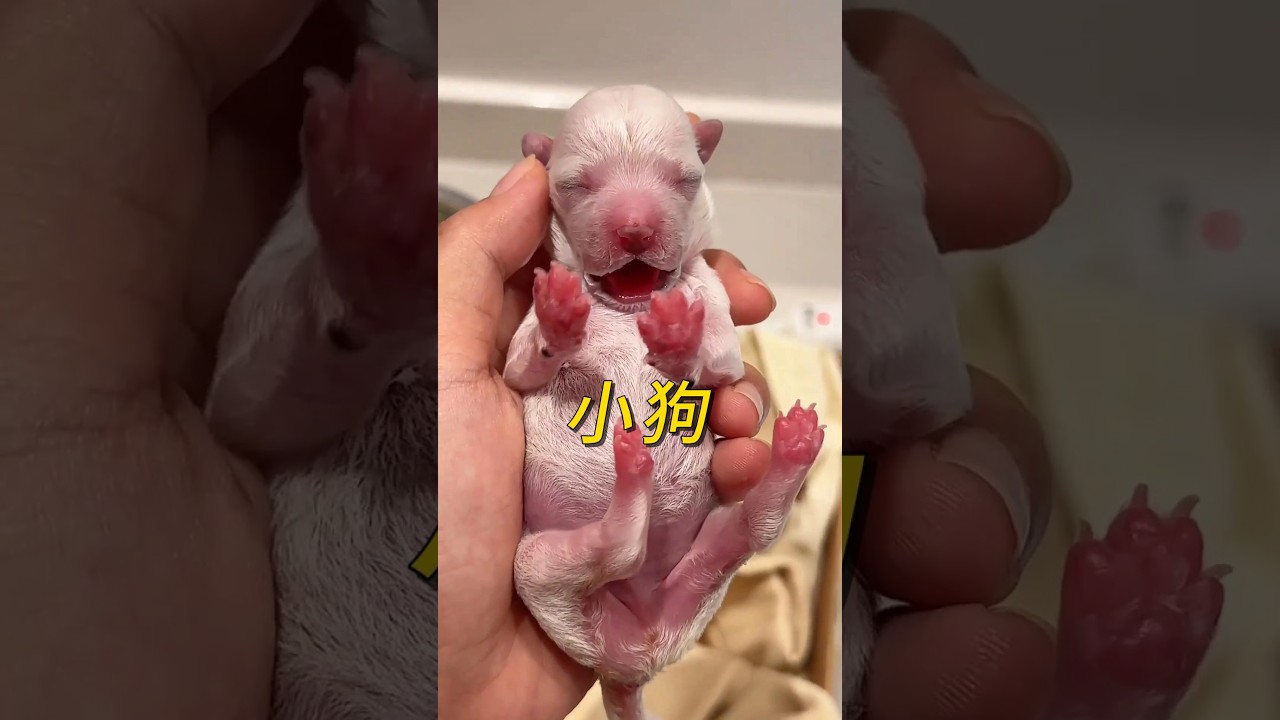 女子意外发现一只被遗弃的幼崽，好心救助后，竟结下特殊缘分！ #animals #奇妙的動物#rescuedog