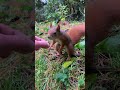Hörnchen holt sich Haselnuss (Zeitlupe) | Squirrel gets hazelnut (Slow motion)