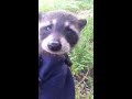 I Frustrated a Tiny Baby Raccoon