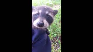 I Frustrated a Tiny Baby Raccoon