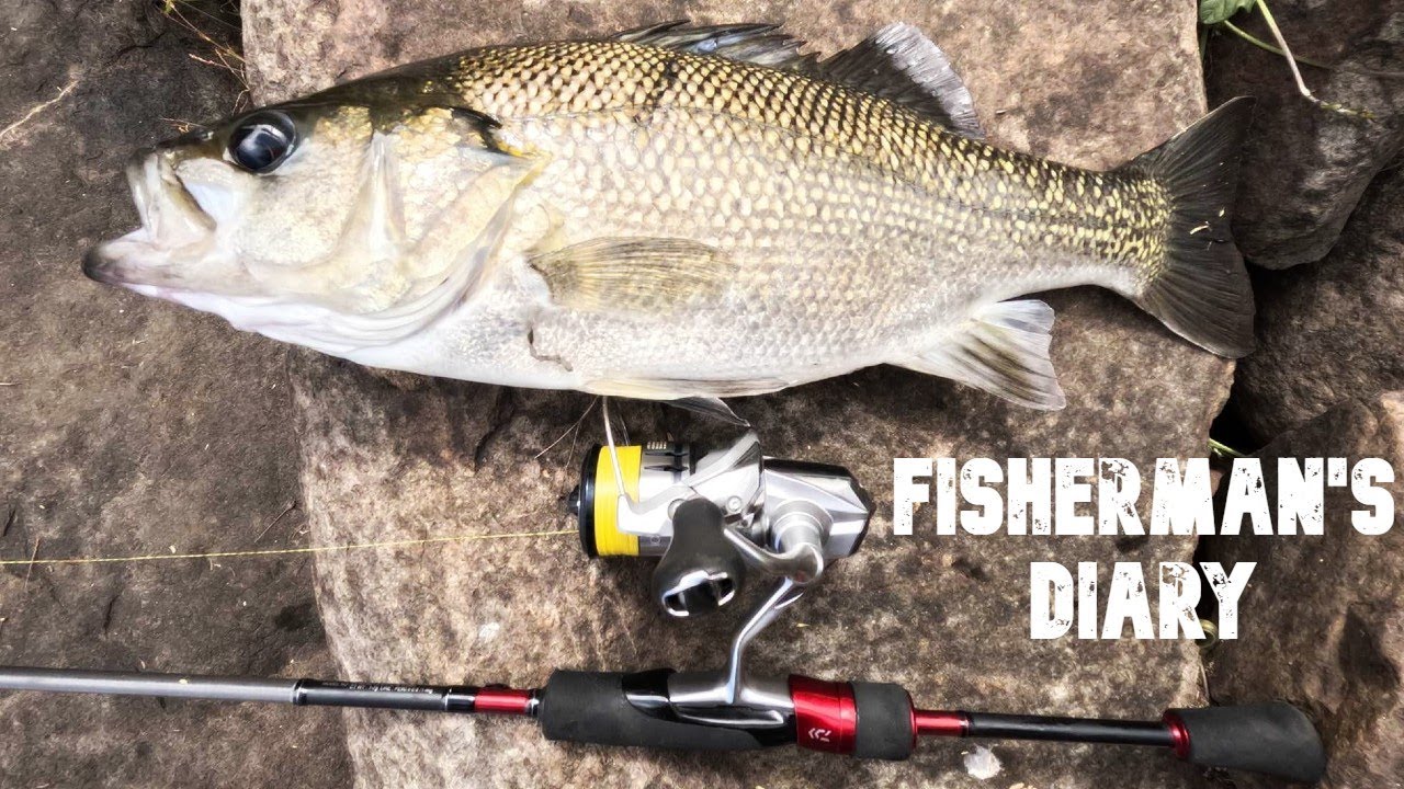 Winter Yella And MONSTER Bass On Plastics ~ Fisherman's Diary Ep 753
