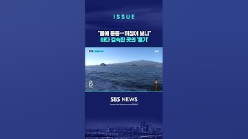 멸종위기종 푸른바다거북, 페어구에 죽는다