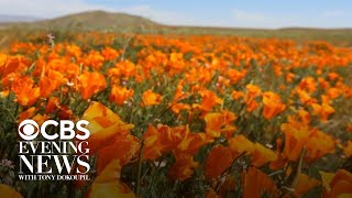 Man sprinkles seeds of hope on California wildfire scars