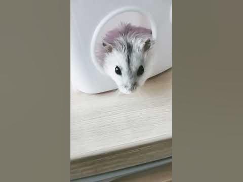 хомяк 🐹 - YouTube