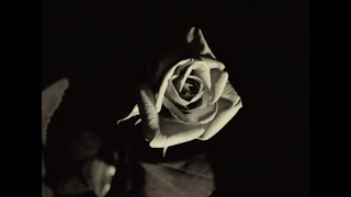 Vortex 2021 Opening Scene Song - Gaspar Noé