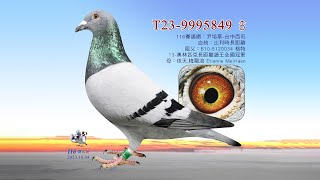 【尹培華】T23-9995849