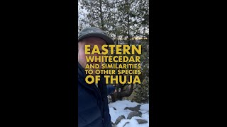 Eastern Whitecedar and their similarities to other species of Thuja!
