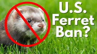 U.S. Bill to Ban Ferrets? by The Trained Ferret 31,843 views 2 years ago 8 minutes, 37 seconds