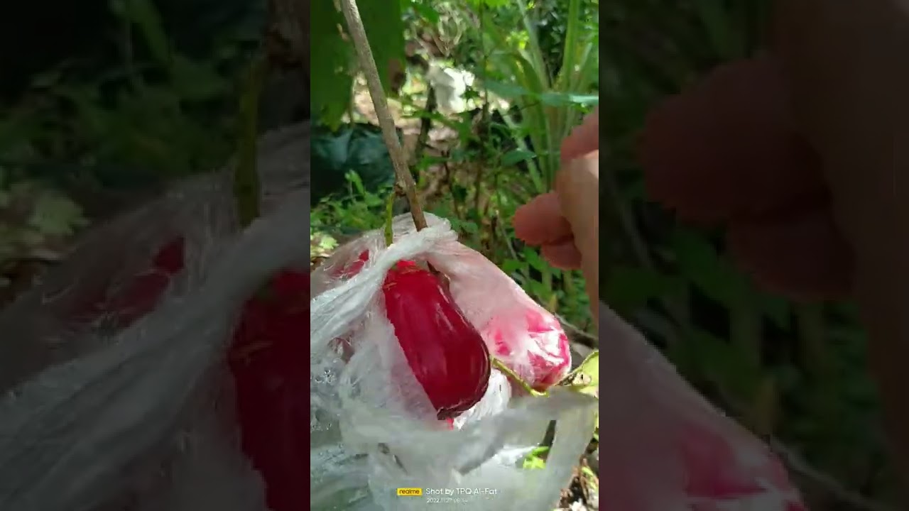 @ JAMBU AIR BLACK KINGKONG VS RED THAILAND