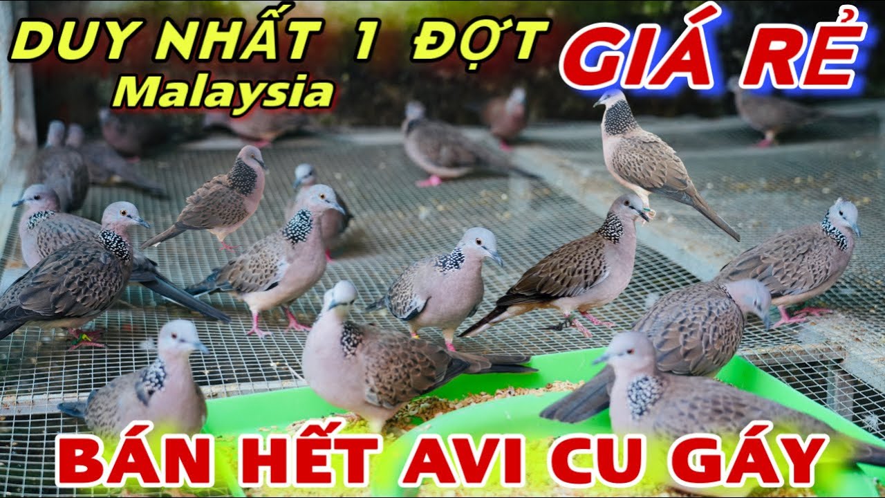 🔴 Sốc bán hết cu gáy malaysia giá rẻ
