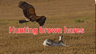 Hunting Brown Hares With Goshawks And Flushing Deer 🦌