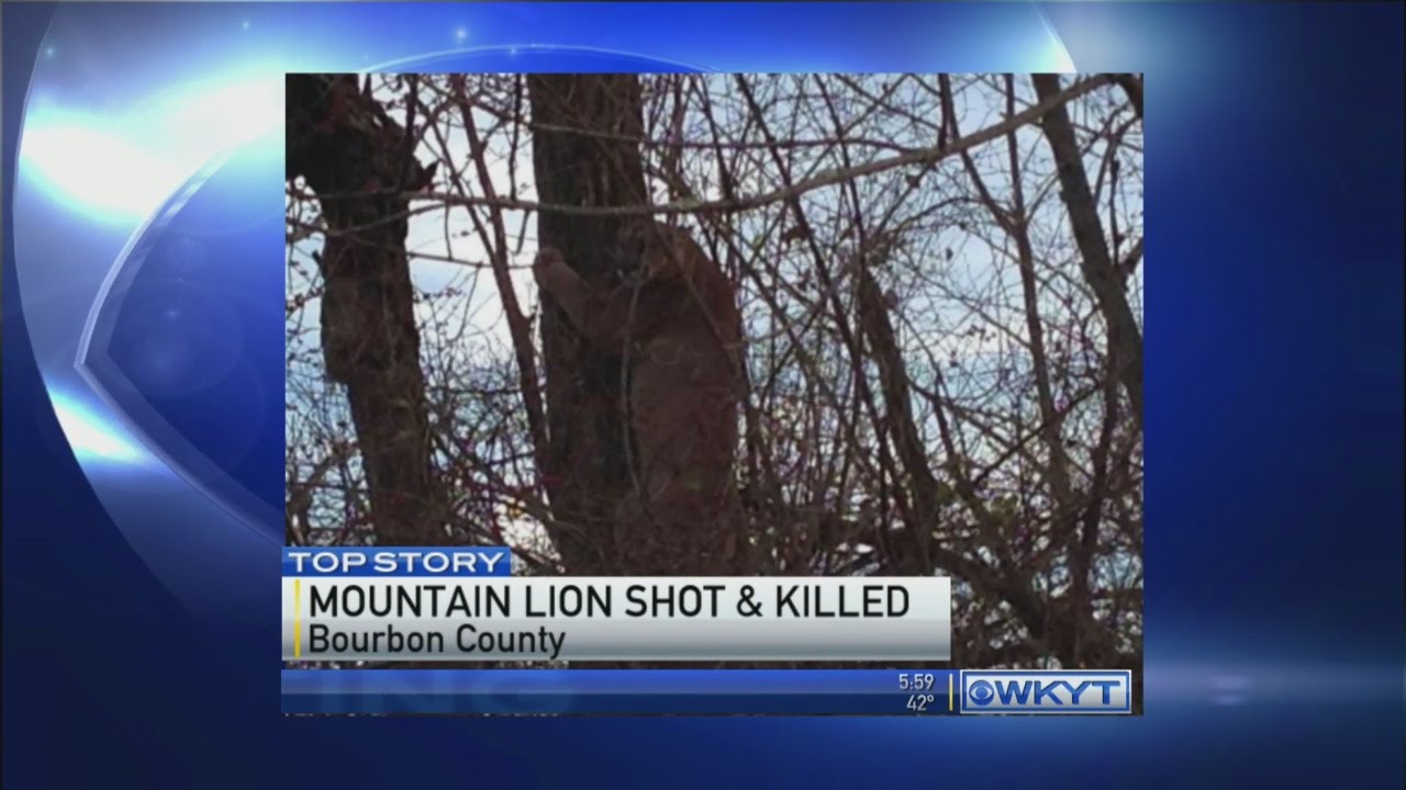 Mountain lion shot and killed - YouTube