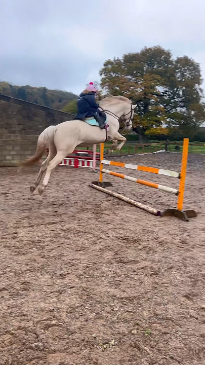 When you ride a unicorn #unicorn #horse #equestrian #horseriding #showjumping #pony #equestrianrider