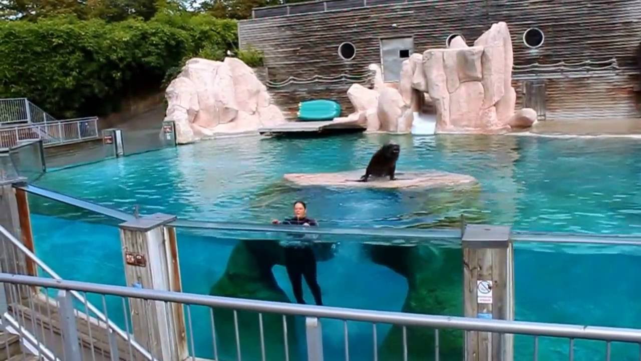Spectacle otaries zoo d'Amnéville 2016 avec Watson - YouTube
