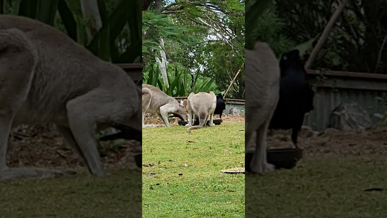 Australian Torresian Crows (Corvus orru) bullying a pair of Whiptail wallabies (Macropus parryi)