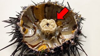 There is something mysterious inside the sea urchin - Sea Urchin Dissection
