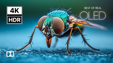 OLED TEST DEMO in Stunning 4K HDR 60fps | Dolby Vision Showcase for 8K & 4K TVs
