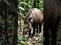 This Tapir Isn’t Drowsy