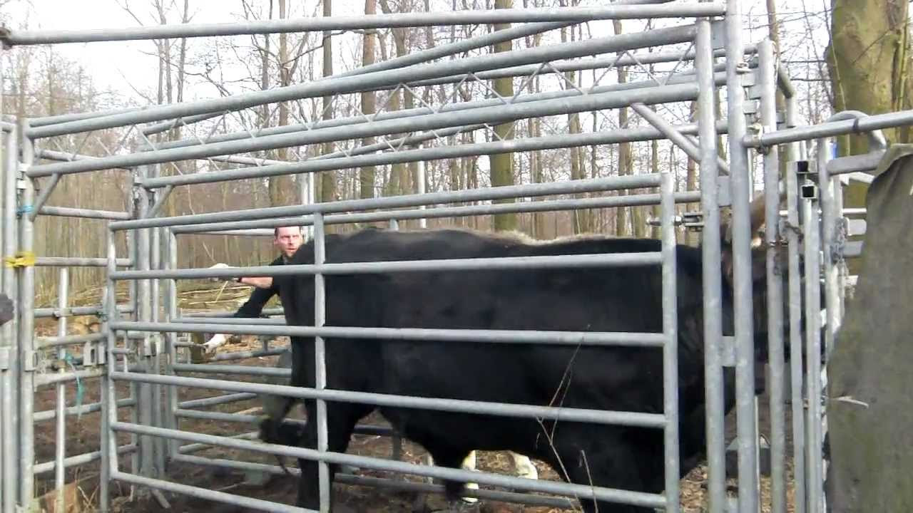 1,5t Zuchtbulle dreht durch! Bekommt Tamme ihn besänftigt? | Tamme Hanken | Kabel Eins