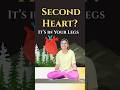 Second Heart❤️ #calfmuscles #calfhealth #heart #yoga #ytshorts #bloodcirculation