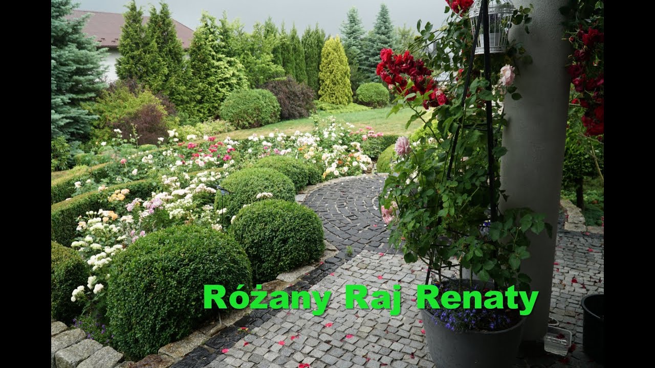 Róże na 4 różnych rabatach tuż przed burzą, ciekawe cięcie bukszpanu.